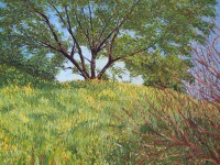 Sierra Mountains, Wildflowers, Pallet knife, California Oak Trees, Pleasant Grove, Fall in Rescue, Sierra Mountains, Oak